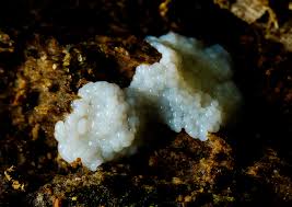 Attēlu rezultāti vaicājumam “Brefeldia maxima macro”