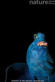 Image result for Anarhichas lupus