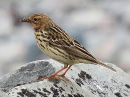 Image result for Anthus cervinus