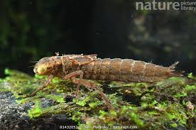 Attēlu rezultāti vaicājumam “Aeshnidae”