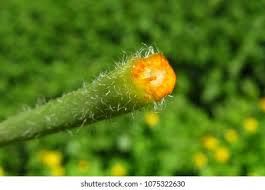 Image result for Chelidonium majus