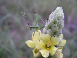 Attēlu rezultāti vaicājumam “Verbascum thapsus flower”