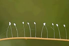 Attēlu rezultāti vaicājumam “Chrysopidae eggs”