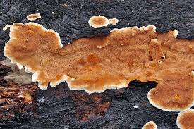 Attēlu rezultāti vaicājumam “Steccherinum ochraceum”