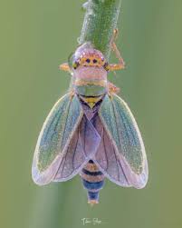 Attēlu rezultāti vaicājumam “Cicadella viridis female”
