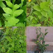 Attēlu rezultāti vaicājumam “Sonchus oleraceus leaf”