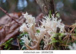 Attēlu rezultāti vaicājumam “Mucronella bresadolae”