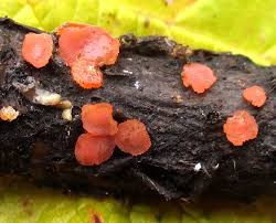 Attēlu rezultāti vaicājumam “Cytidia salicina”