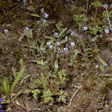 Attēlu rezultāti vaicājumam “Myosotis ramosissima flower”