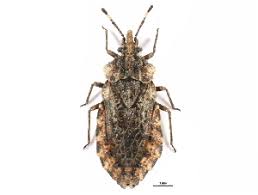 Attēlu rezultāti vaicājumam “Aradus betulae”