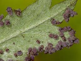 Attēlu rezultāti vaicājumam “Badhamia flavoglauca sessile”