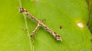 Attēlu rezultāti vaicājumam “Pterophoridae”