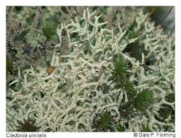 Attēlu rezultāti vaicājumam “Cladonia stygia”