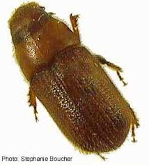 Attēlu rezultāti vaicājumam “Scolytidae”