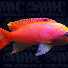 Attēlu rezultāti vaicājumam “Dictenidia bimaculata male”