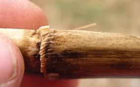 Attēlu rezultāti vaicājumam “Diderma radiatum stalked”