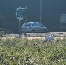 Image result for Sussex Swans