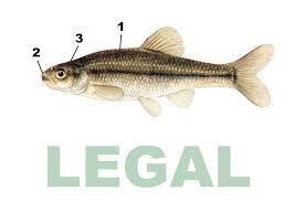 Image result for Minytrema melanops