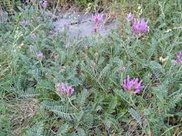 Attēlu rezultāti vaicājumam “Astragalus arenarius fruit”
