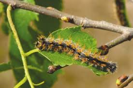 Attēlu rezultāti vaicājumam “Nymphalis polychloros”