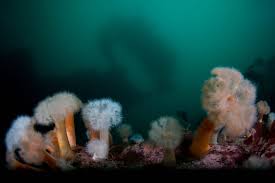 Image result for Halton Sub Aqua Club