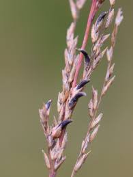Attēlu rezultāti vaicājumam “Molinia caerulea leaf”
