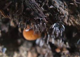 Attēlu rezultāti vaicājumam “Stemonitopsis typhina macro”