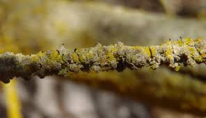 Attēlu rezultāti vaicājumam “Calicium adspersum”