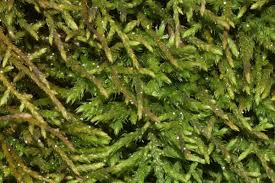 Attēlu rezultāti vaicājumam “Pseudoleskeella nervosa”