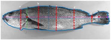 Image result for Argyrosomus regius