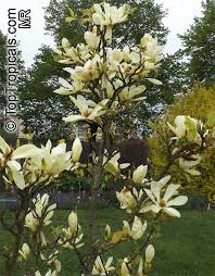 Attēlu rezultāti vaicājumam “Magnolia acuminata flower”