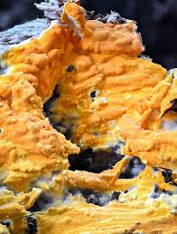 Attēlu rezultāti vaicājumam “Ceriporia”