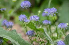 Attēlu rezultāti vaicājumam “Jasione montana leaf”