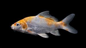 Image result for Cyprinus carpio