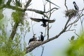 Attēlu rezultāti vaicājumam “Phalacrocorax carbo nest”