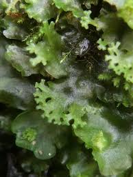 Attēlu rezultāti vaicājumam “Pellia endiviifolia”