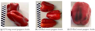 Afbeeldingsresultaat voor giant 3 sweet pepper