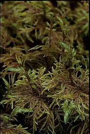 Attēlu rezultāti vaicājumam “Hylocomium splendens”