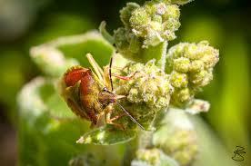 Attēlu rezultāti vaicājumam “Carpocoris sp.”