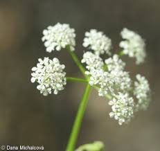 Attēlu rezultāti vaicājumam “Oenanthe aquatica flower”