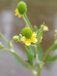 Attēlu rezultāti vaicājumam “Ranunculus sceleratus leaf”