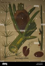 Attēlu rezultāti vaicājumam “Chara globularis”