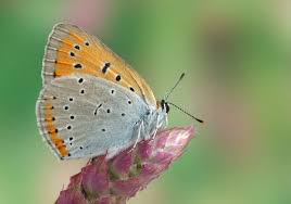 Attēlu rezultāti vaicājumam “Lycaena dispar underside”
