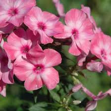 Image result for Phlox (großblumig)