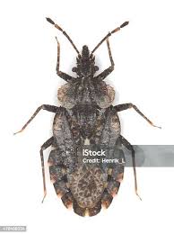 Attēlu rezultāti vaicājumam “Aradus betulae”