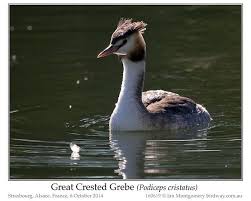 Attēlu rezultāti vaicājumam “Podiceps cristatus”