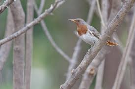 Image result for Turdus ruficollis