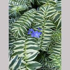 Attēlu rezultāti vaicājumam “Polemonium caeruleum leaf”