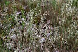 Attēlu rezultāti vaicājumam “Corynephorus canescens fruit”