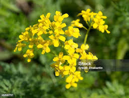 Attēlu rezultāti vaicājumam “Diplotaxis muralis leaf”